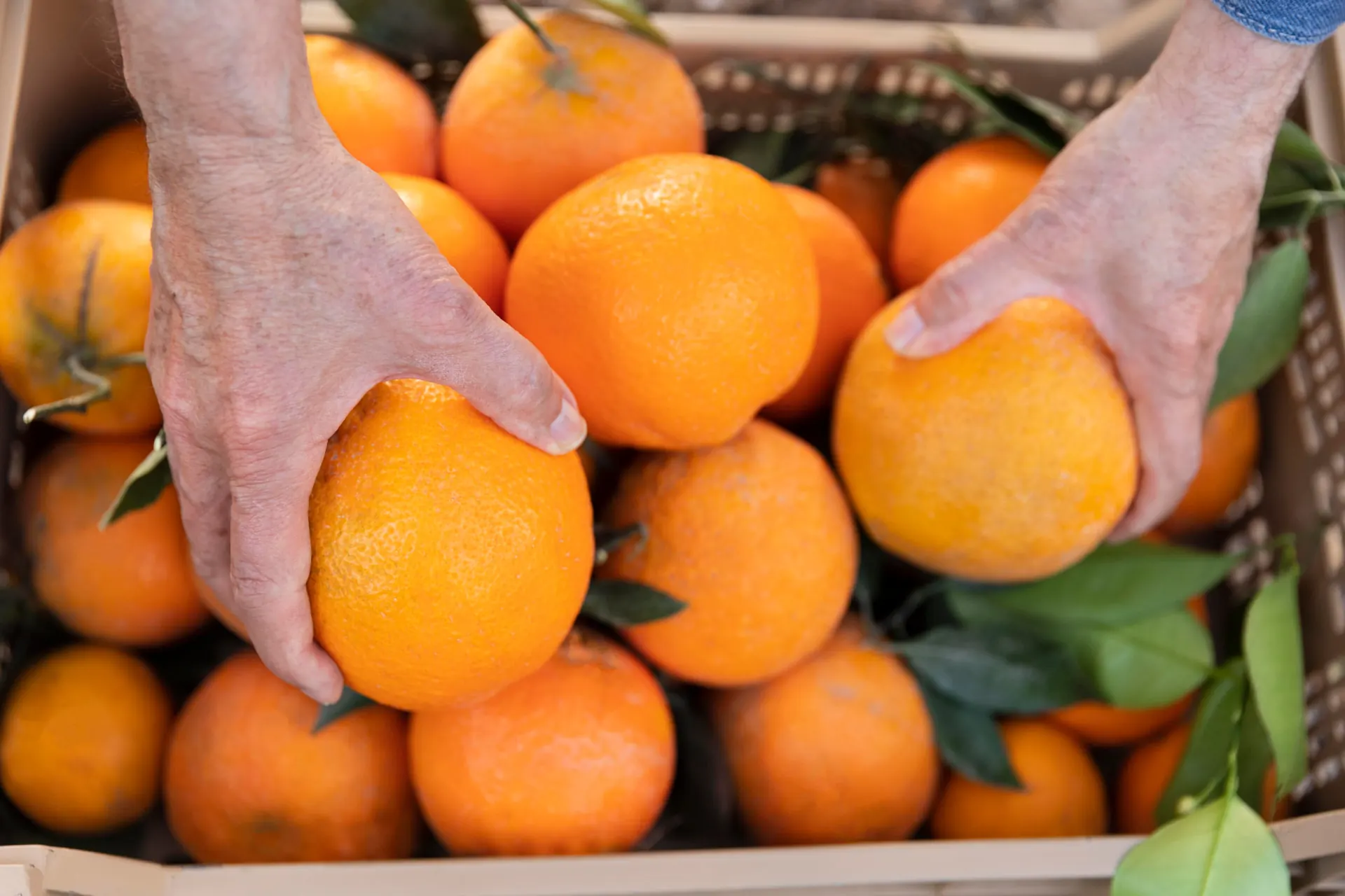Hands picking fresh oranges from a crate
